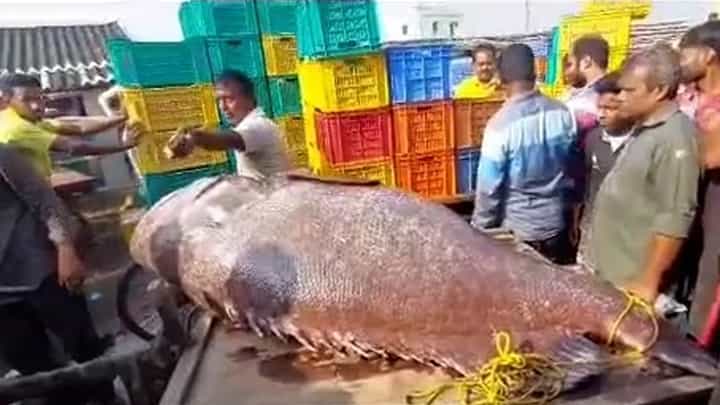 Digha News: দিঘায় বিশাল তেলিয়া ভোলা | A Giant Fish Caught From ...