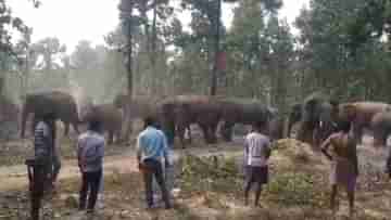 Bankura Elephant: গজরাজদের আটকাতে খাবারের পাহাড় তৈরি হল বাঁকুড়ায়