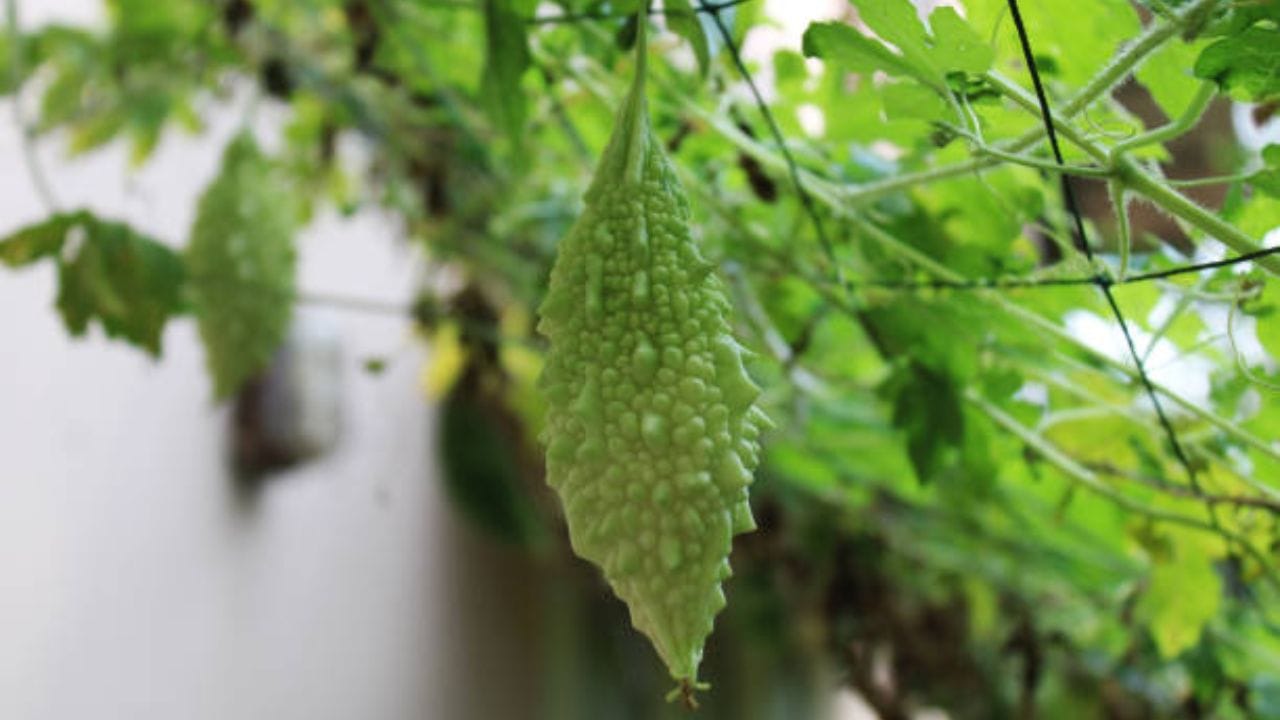 শরীরের কোলেস্টেরলের মাত্রা কমাতে বেশ কার্যকর এই সবজি। তবে করলার সঙ্গে কিছু জিনিস রান্না করে খেলে বিপদ বাড়তে পারে। তাই করলার সঙ্গে ভুলেও এই সবজিগুলো রান্না করবেন না। দেখে নিন কোন কোন সবজি আছে এই তালিকায়