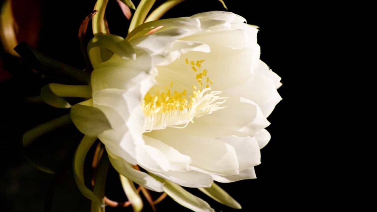 Brahma Kamal: এই ফুল বাড়িতে ফুটলে ভাগ্যই যায় বদলে! মহাদেব-বিষ্ণুর সঙ্গেও রয়েছে নিবিড় যোগ