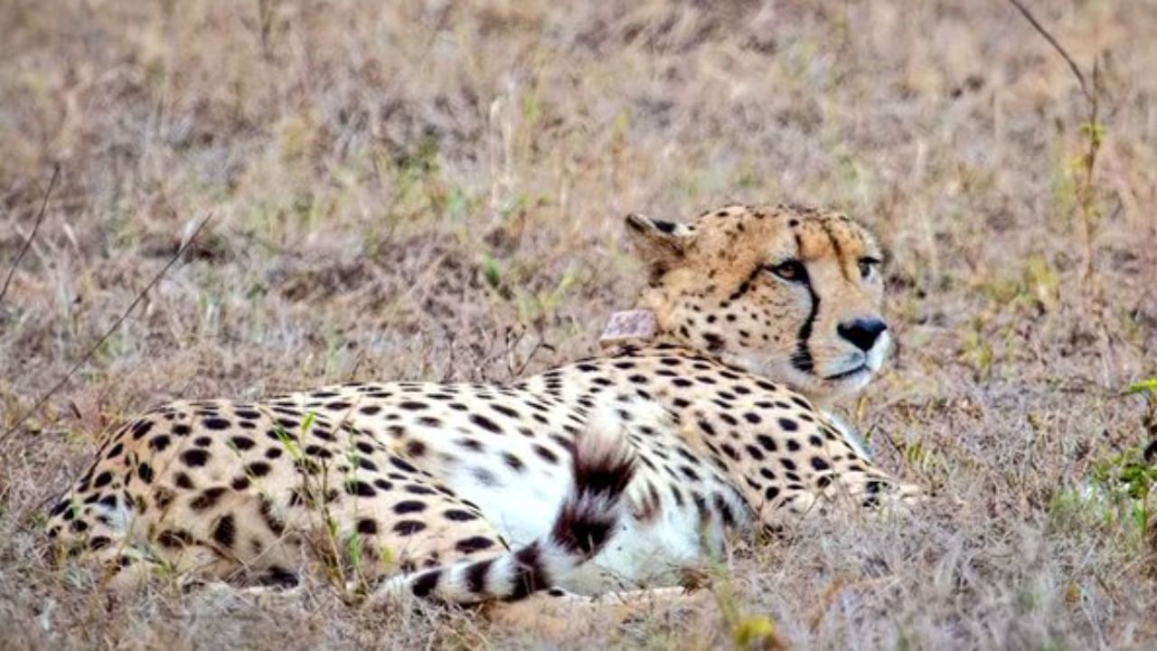 Project Cheetah: আবার আসছে চিতা, নতুন ঘর গান্ধীসাগর অভয়ারণ্য