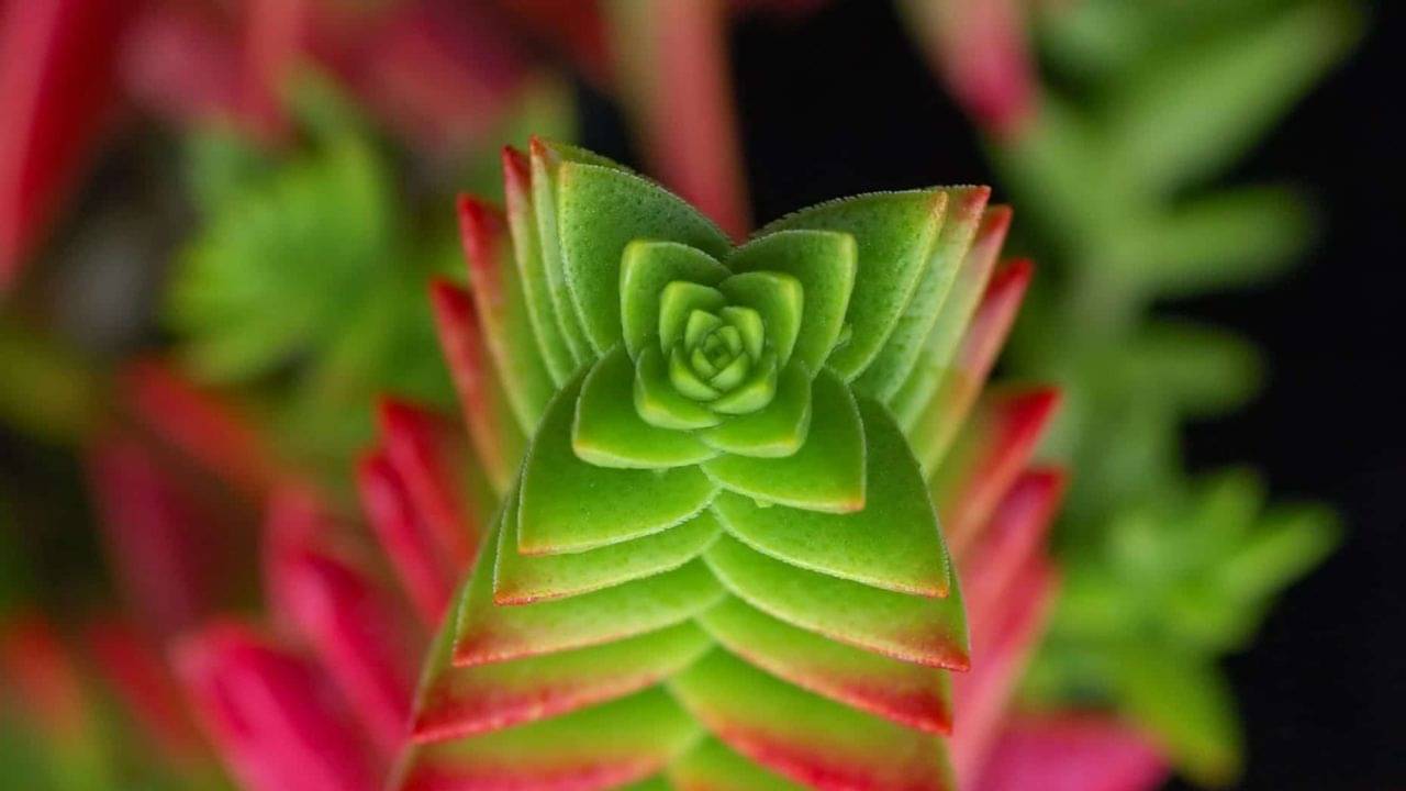 Vastu Tips for Money: কোটিপতিদের বাড়িতেও থাকে এই ছো্ট গাছ! বাস্তু মেনে চললে অর্থ আসবে চুম্বকের মতো