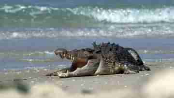 Crocodiles Talsari: তালসারির সৈকতে ঘুরে বেড়াচ্ছে কুমির! সাবধান