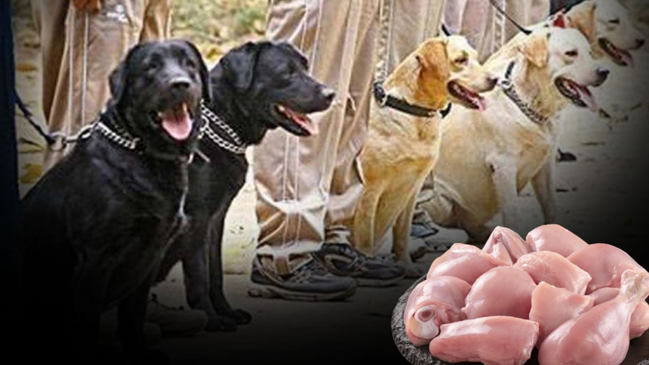 Dog Squad Diet: কী খায় ডগ স্কোয়াডের বিশেষ কুকুরেরা?