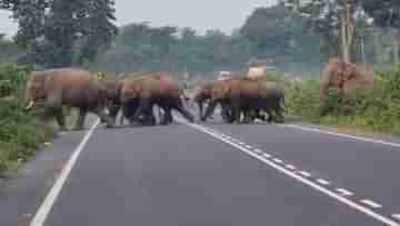 Jalapaiguri Elephant Video:  চতুর্থীতে হোল নাইট, ভোরে চায়ের ঠেকে ঢুঁ! ২৫টা হাতির শারদীয় যাপন