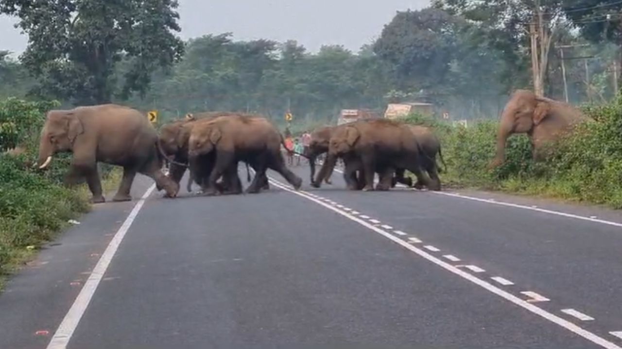 Jalapaiguri Elephant Video:  চতুর্থীতে 'হোল নাইট', ভোরে চায়ের ঠেকে ঢুঁ! ২৫টা হাতির শারদীয় যাপন