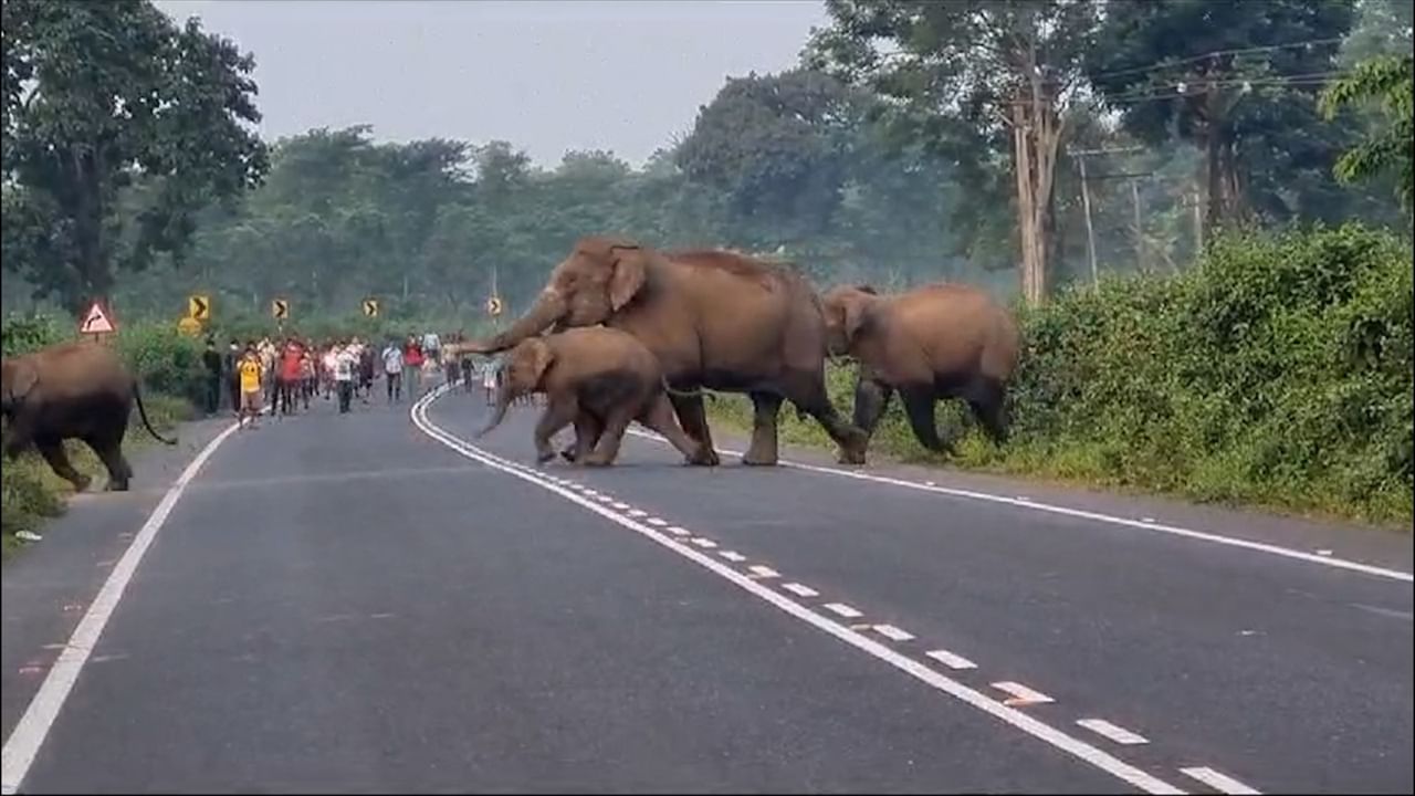 Dooars Elephant News: রাস্তা পার হচ্ছে ২৫ হাতির দল!