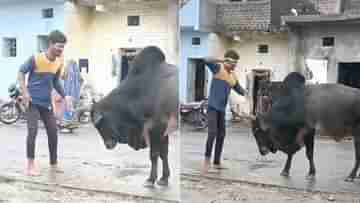 Viral Video: ষাঁড়ের সঙ্গে বেয়াদপি মদ্যপের, মুহূর্তেই গুঁতো খেয়ে পগার পার