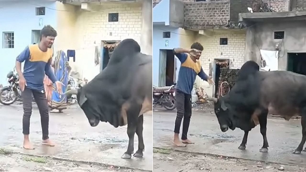 Viral Video: ষাঁড়ের সঙ্গে বেয়াদপি মদ্যপের, মুহূর্তেই গুঁতো খেয়ে পগার পার