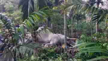 Elephant Death: ঘুটঘুটে অন্ধকারে শুঁড়ে ইলেকট্রিক শক! খাবার খুঁজতে বেরিয়ে মৃত্যু হাতির