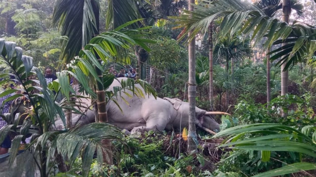 Elephant Death: ঘুটঘুটে অন্ধকারে শুঁড়ে ইলেকট্রিক শক! খাবার খুঁজতে বেরিয়ে মৃত্যু হাতির