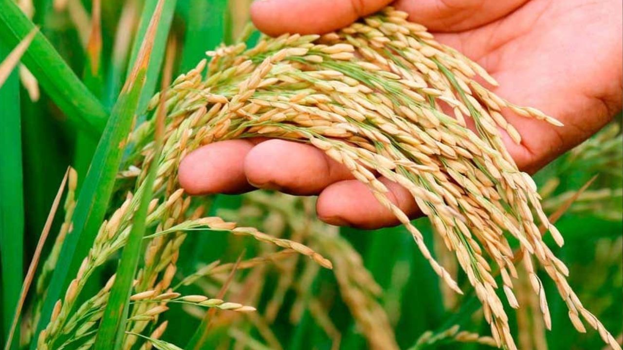 বস্তা বা হাত থেকে ধান পড়ে যাওয়া: হিন্দু ধর্ম মতে, পুজোপাঠে চাল ব্যবহার করা হয়। অক্ষত অর্থাৎ ভাত সবচেয়ে পবিত্র খাবার হিসেবে স্বীকৃত। চাল ভর্তি পাত্র যদি কারওর হাত থেকে ছুঁয়ে পড়ে যায় বা তার হাত থেকে চাল পড়ে যায় তাহলে কোনও অপ্রীতিকর অশুভ ঘটনার খবর পেতে পারেন। 