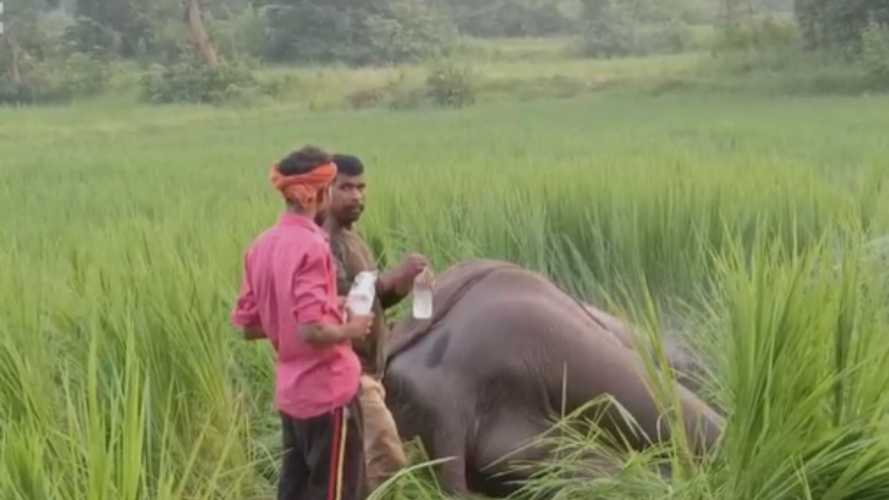 Jhargram Elephant: চাষের জমিতে ৩-৪ দিন ধরে পড়ে অসুস্থ হাতি, সুস্থ করতে বনকর্মীরা ছেটাচ্ছেন কেবল জল
