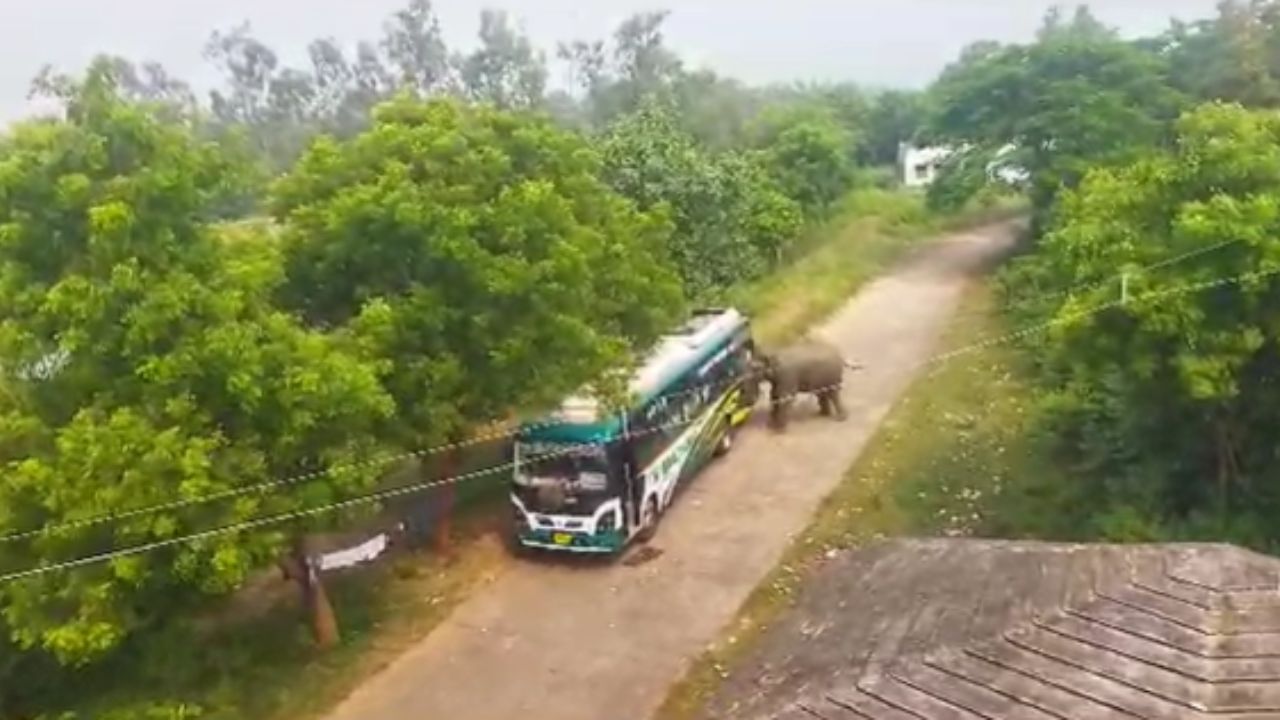 Jhargram Elephant: ঝোপে শিশুর দেহ, আগলাচ্ছিলেন মা, উৎসুকদের ভিড় দেখেই পিষে মারলেন ২ জনকে