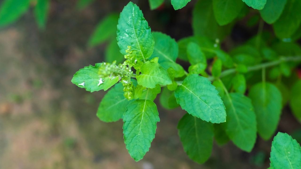 কার্তিক মাসে প্রতিদিন তুলসী গাছে প্রদীপ জ্বালানো উচিত। প্রতি রাতে ভগবান বিষ্ণু ও  লক্ষ্মীর আরাধনা করলে বাড়িতে ধন-সম্পদ বৃদ্ধি পায়। ঘরে দেবী লক্ষ্মীর আগমন ঘটে। এছাড়া এই মাসে তুলসী গাছ শুকিয়ে গেলে নতুন গাছ রোপন করতে পারেন। এতে দাম্পত্য জীবনে সুখ বৃদ্ধি হয়। 