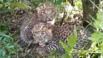 Leopard Cub Recover: নীল-নীল চোখ, চা বাগানে গুটিসুটি মেরে শুয়ে আছে চিতার ছানারা