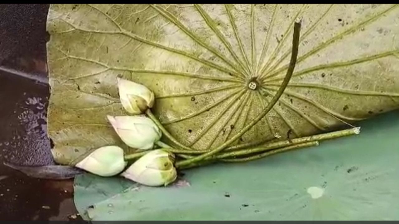 Lotus: এবার দুর্গাপুজোয় আদৌ মিলবে তো পদ্মফুল?