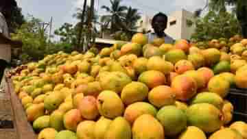 Mango Export: আমেরিকার হাওয়ায় ভারতের আমের গন্ধ, হল ২০০০ টনেরও বেশি রফতানি