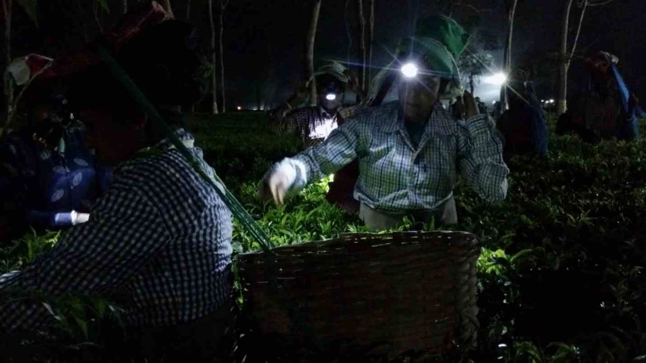 Moonlight Tea: 'চাঁদের গায়ে চাঁদ লেগেছে', চাঁদনি রাতে সুগন্ধ ছড়াচ্ছে আলিপুরদুয়ারের এই চা