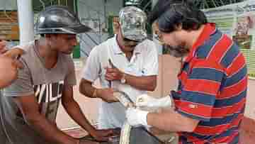 Jalpaiguri: তিস্তার তোড়ে ভেসে প্রাণ সঙ্কট, ২০টি সেলাই নিয়ে জঙ্গলে ফিরতে চলেছে বার্মিজ পাইথন