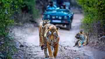 Ranthambore National Park: এই শীতে রণথম্বোর বেড়াতে যাচ্ছেন? যেগুলি না জানলেই নয়