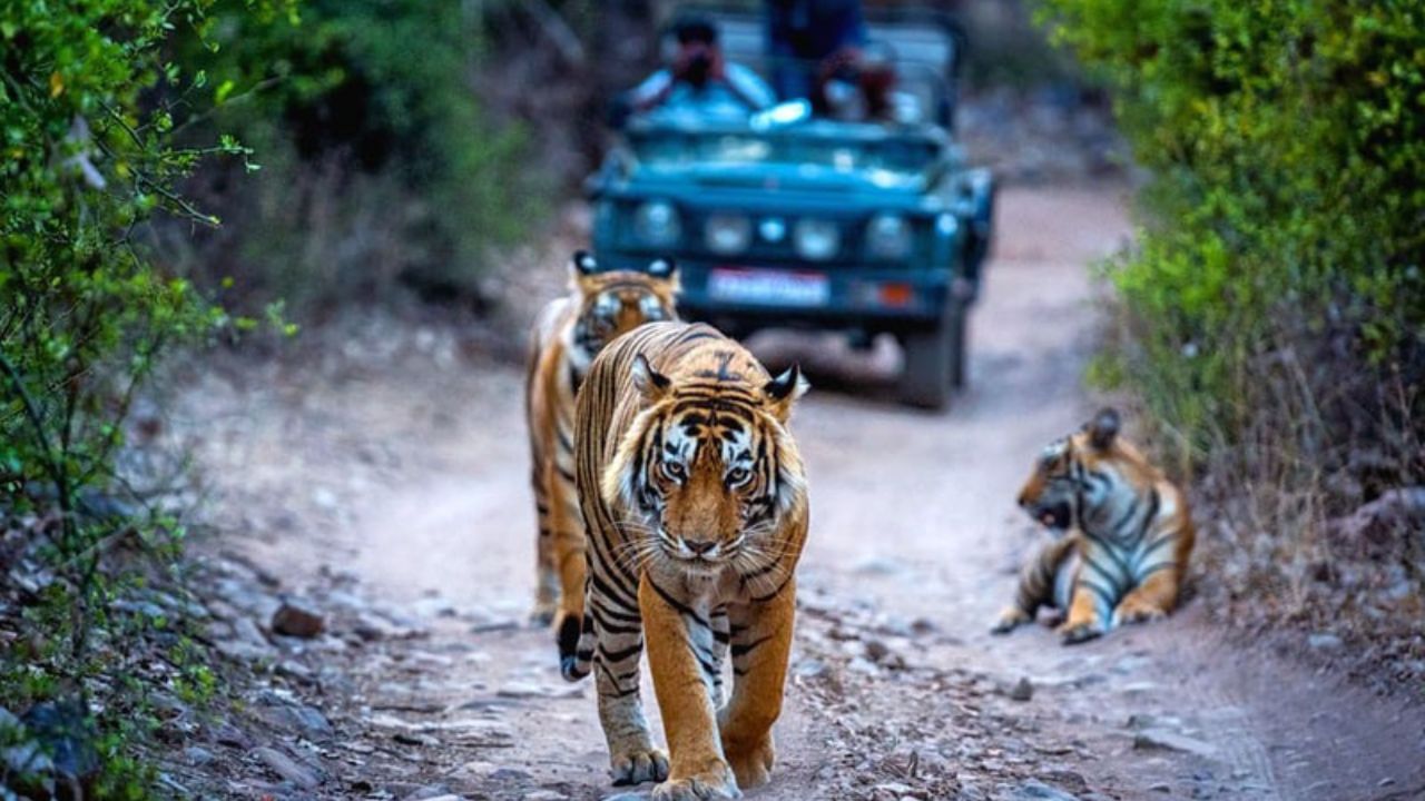 Ranthambore National Park: এই শীতে রণথম্বোর বেড়াতে যাচ্ছেন? যেগুলি না জানলেই নয়