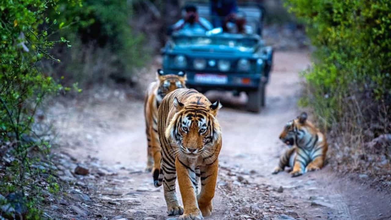 Ranthambore National Park: এই শীতে রণথম্বোর বেড়াতে যাচ্ছেন? যেগুলি না জানলেই নয় Ranthambore National Park: এই শীতে রণথম্বোর বেড়াতে যাচ্ছেন? যেগুলি না জানলেই নয়