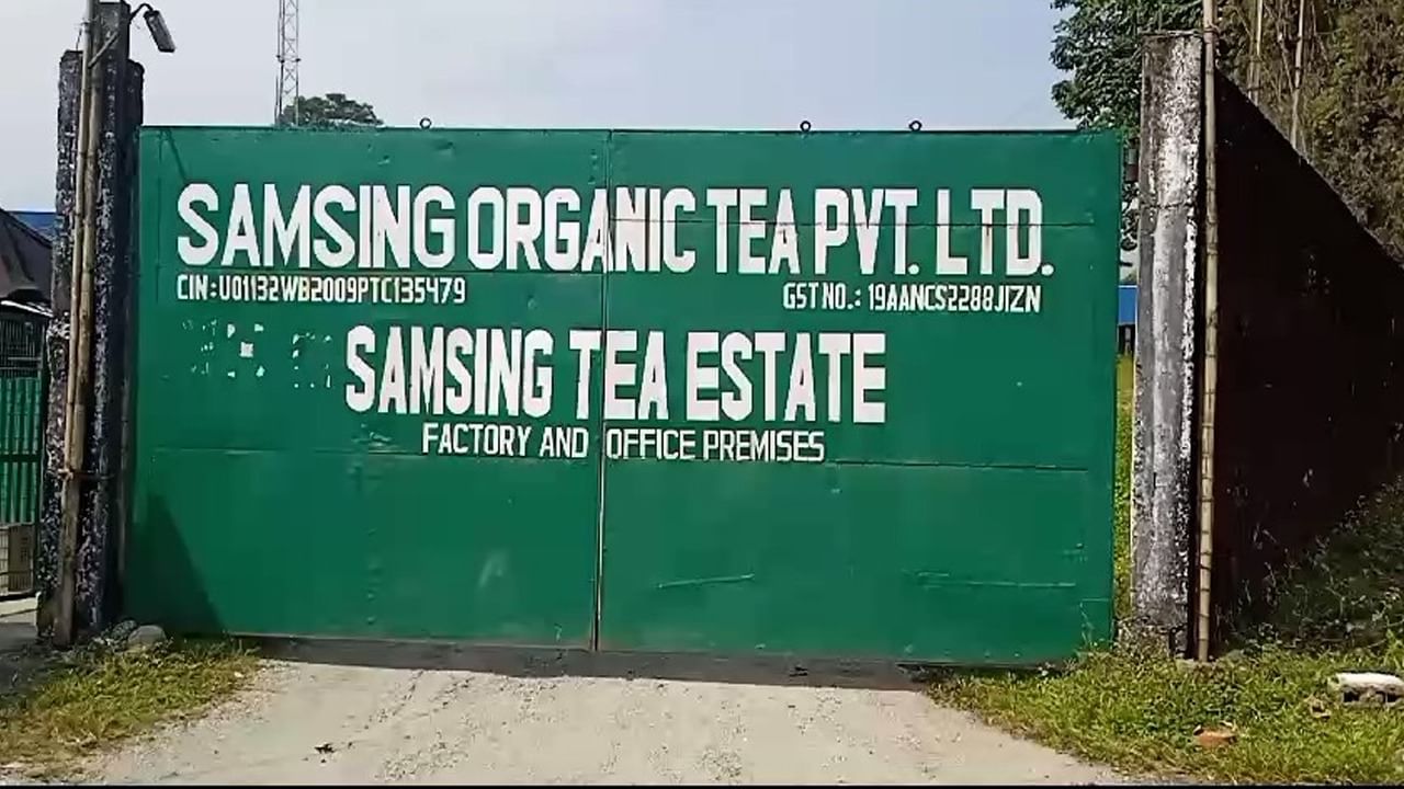 Samsing Tea Garden: পুজোর মুখে বন্ধ চা বাগান