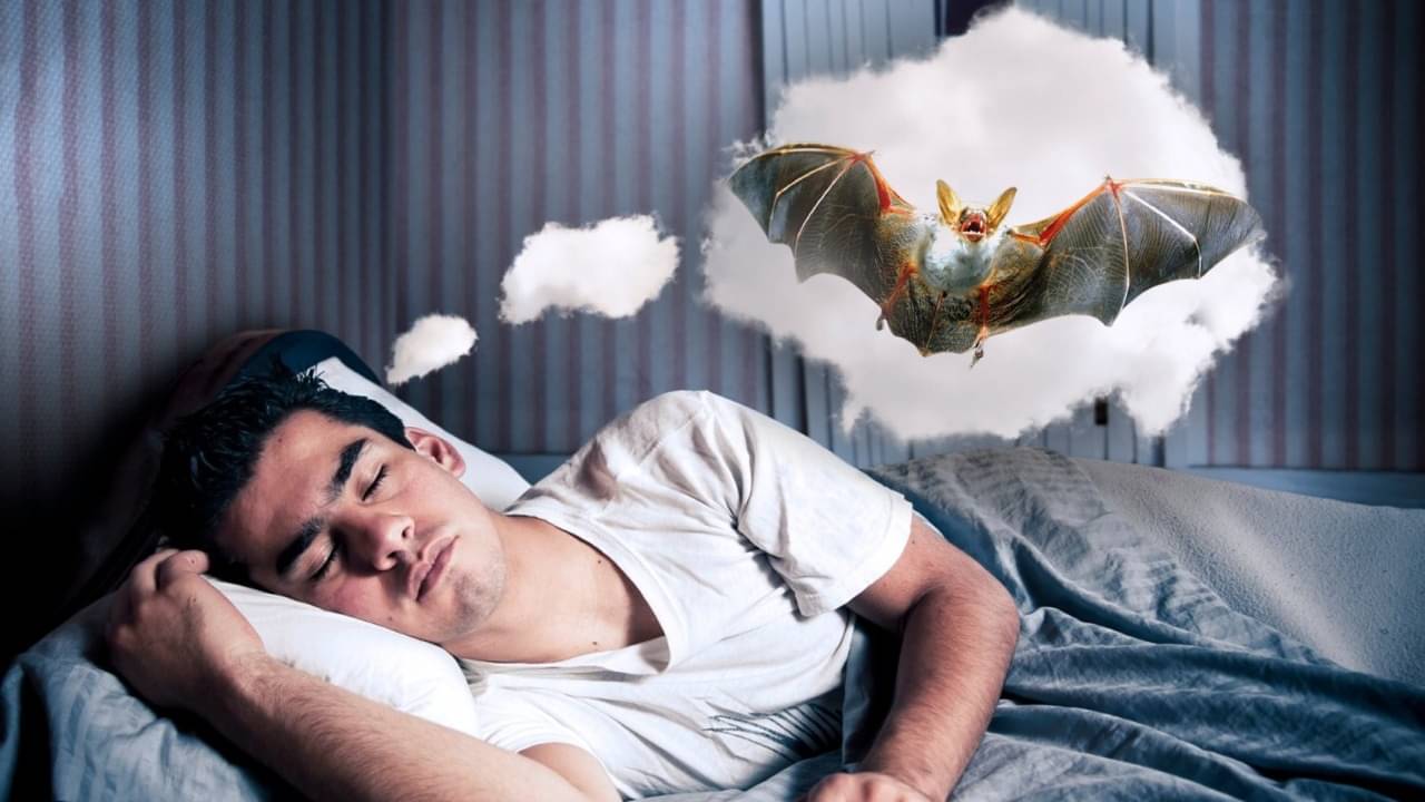 Swapna Shastra: স্বপ্নে বাদুড় দেখলেই সাবধান! কী কী ক্ষতি হতে পারে জানলে অবাক হবেন