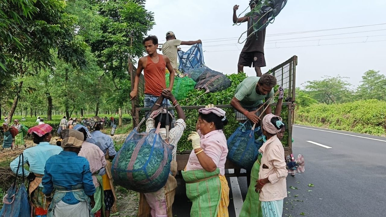 Tea Garden Open: বন্ধ হয়েছিল, তবে পুজোর আগে আবারও খুলে গেল চা বাগান