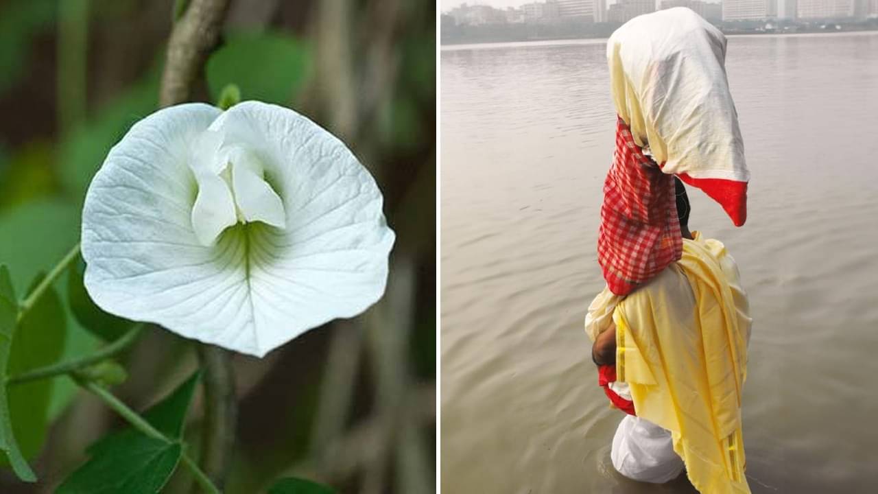 Durga Puja 2023: শ্বেত অপরাজিতা দিয়ে নবপত্রিকাকে বাঁধা হয় কেন? কখন হয় অপরাজিতা পুজো, জানুন