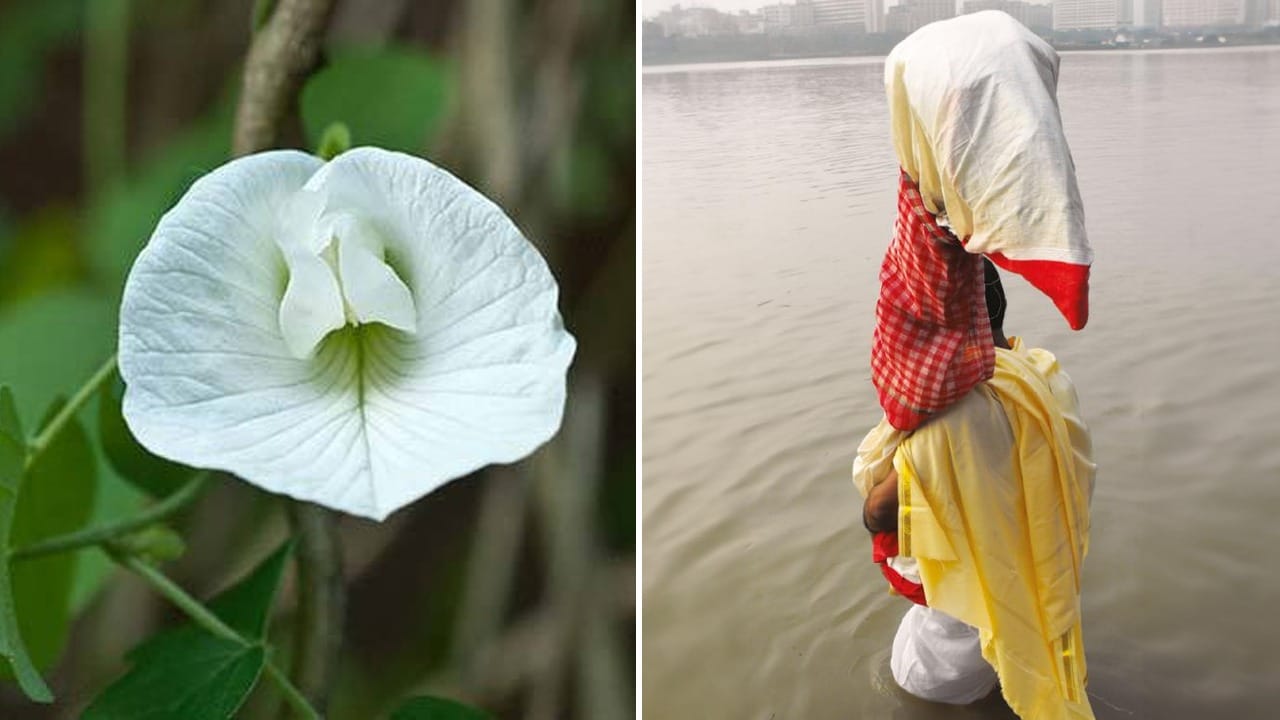 Durga Puja 2023: শ্বেত অপরাজিতা দিয়ে নবপত্রিকাকে বাঁধা হয় কেন? কখন হয় অপরাজিতা পুজো, জানুন Durga Puja 2023: শ্বেত অপরাজিতা দিয়ে নবপত্রিকাকে বাঁধা হয় কেন? কখন হয় অপরাজিতা পুজো, জানুন
