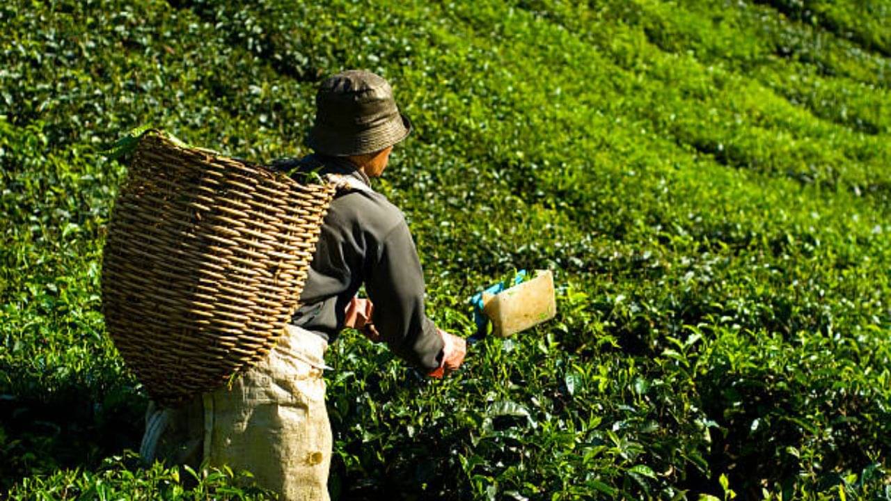Tea Estate: পুজোর ছুটি কাটান দার্জিলিংয়ের চা বাগানে, রইল ৩টি জায়গার সন্ধান