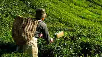 Tea Estate: পুজোর ছুটি কাটান দার্জিলিংয়ের চা বাগানে, রইল ৩টি জায়গার সন্ধান