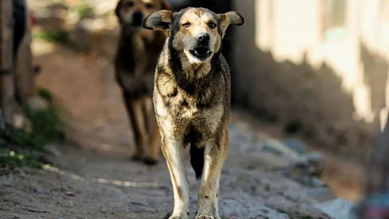 Dog Barking: পাশের বাড়ির কুকুর চেঁচাচ্ছে, গোপনাঙ্গে রড ঢুকিয়ে 'শাস্তি' দিল বাবা-ছেলে