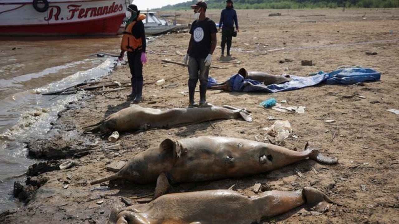 Global Warming: মড়ক লেগেছে আমাজন নদীতে, শতাধিক ডলফিনের দেহ ভেসে উঠতেই চিন্তায় প্রাণীবিদরা Global Warming: মড়ক লেগেছে আমাজন নদীতে, শতাধিক ডলফিনের দেহ ভেসে উঠতেই চিন্তায় প্রাণীবিদরা