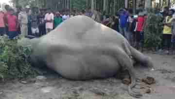 Elephant Died: ধানক্ষেতের পাশে হাতির মৃতদেহ, বিদ্যুৎস্পৃষ্ট হয়ে মৃত্যুর আশঙ্কা