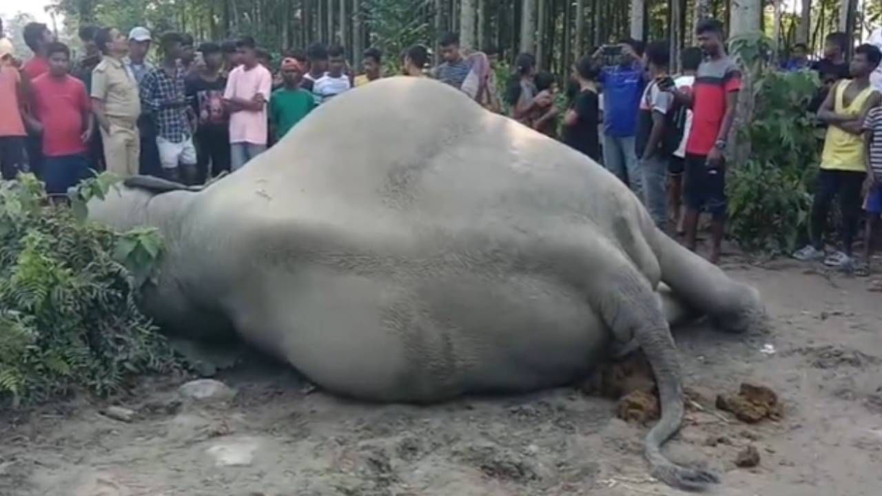 Elephant Died: ধানক্ষেতের পাশে হাতির মৃতদেহ, বিদ্যুৎস্পৃষ্ট হয়ে মৃত্যুর আশঙ্কা