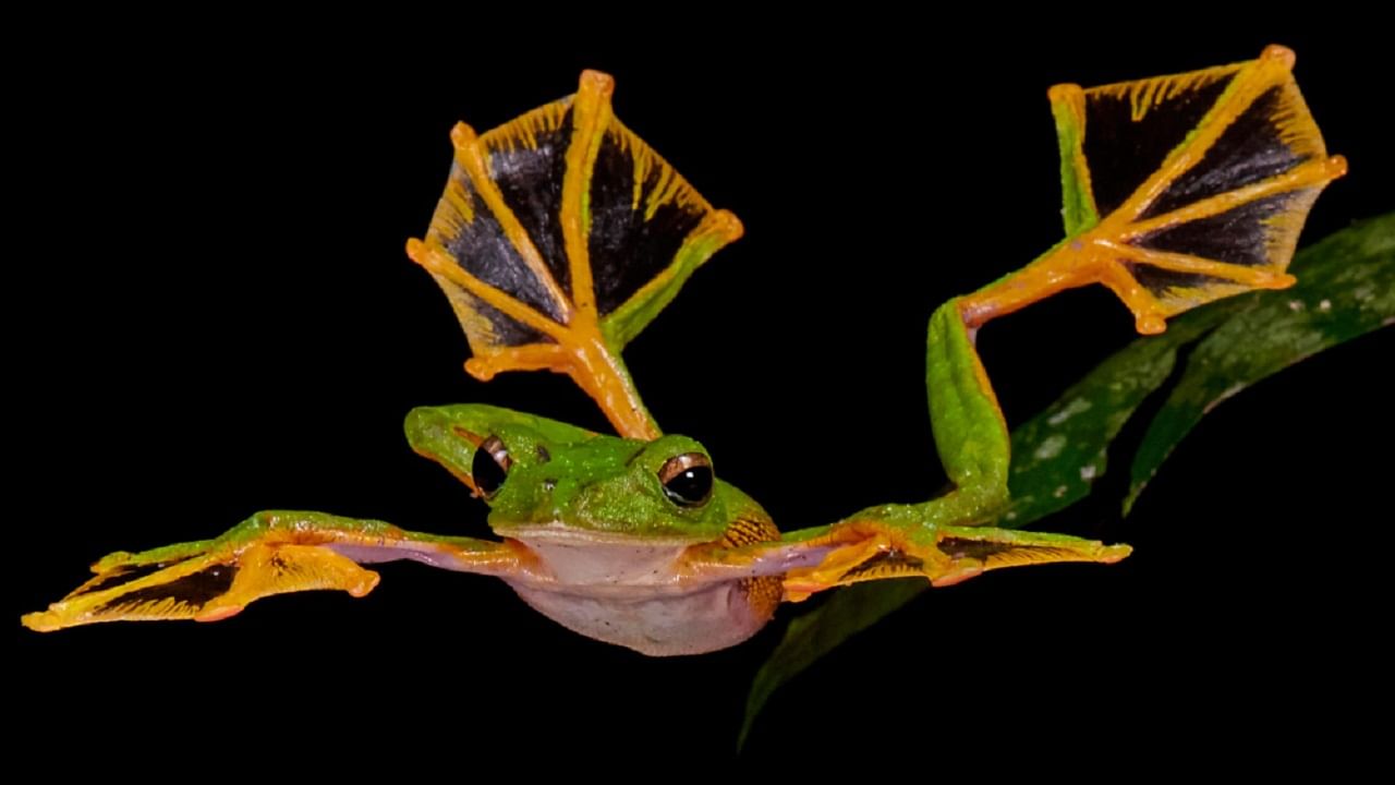 Flying Frog: দিব্যি উড়তে পারে, প্রাণ বাঁচাতে রঙ বদলায় গিরগিটির মতো; অদ্ভুতদর্শন ব্যাঙ দেখে আশ্চর্য বিজ্ঞানীরাও