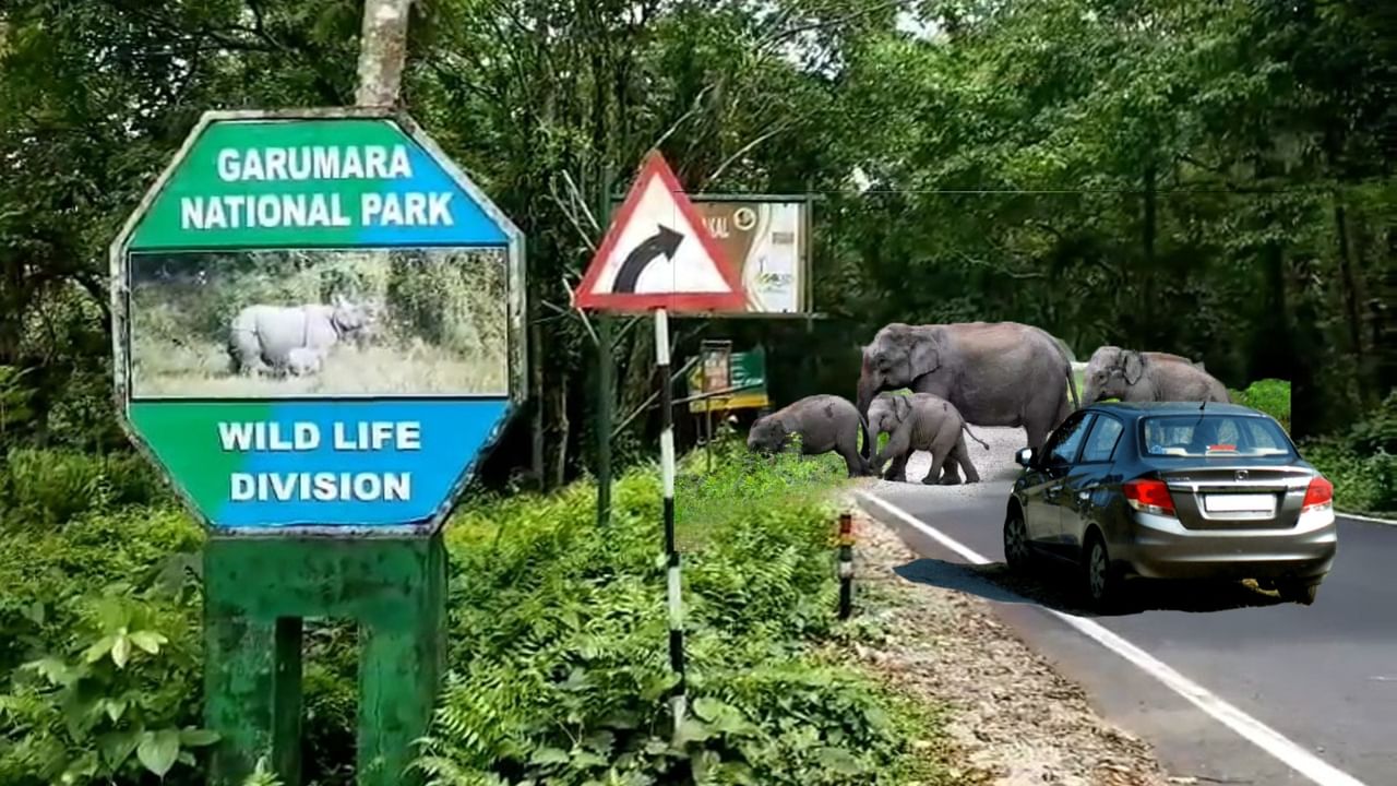 Gorumara National Park: এসেছিলেন ডুয়ার্স দেখতে, তারপর...