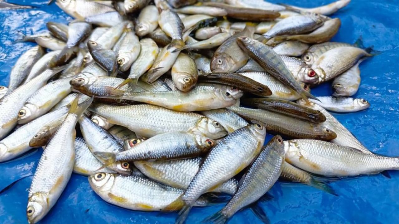 Benefits of Eating Fish: 'ছোট' মাছে 'বড়' গুন