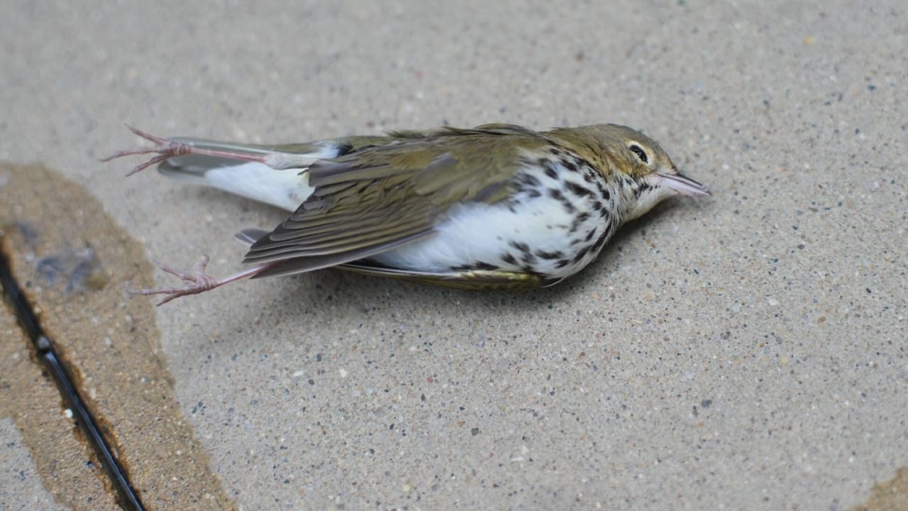 Bird Death Mystery: ৫ অক্টোবর আমেরিকার শিকাগোর রাস্তায় পড়ে থাকতে দেখা যায় ১০০০টি মৃত পাখি