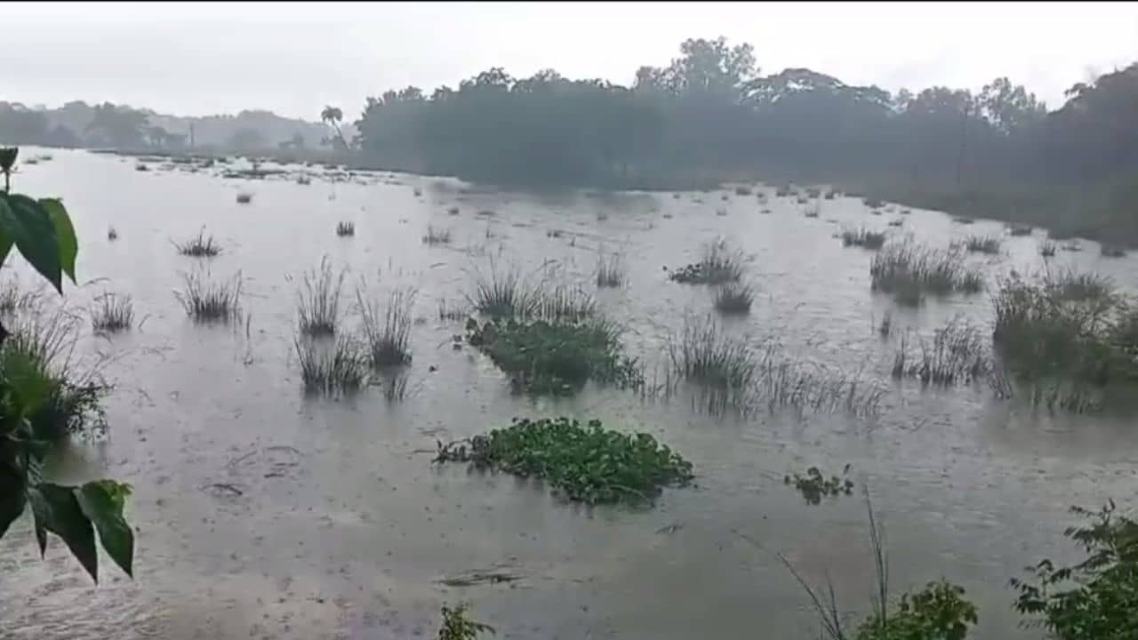 Flood Situation: ভাঙল সেতু, নষ্ট চাষের জমি, ক্রমেই যেন ভয়াল রূপ নিচ্ছে কেলেঘাই