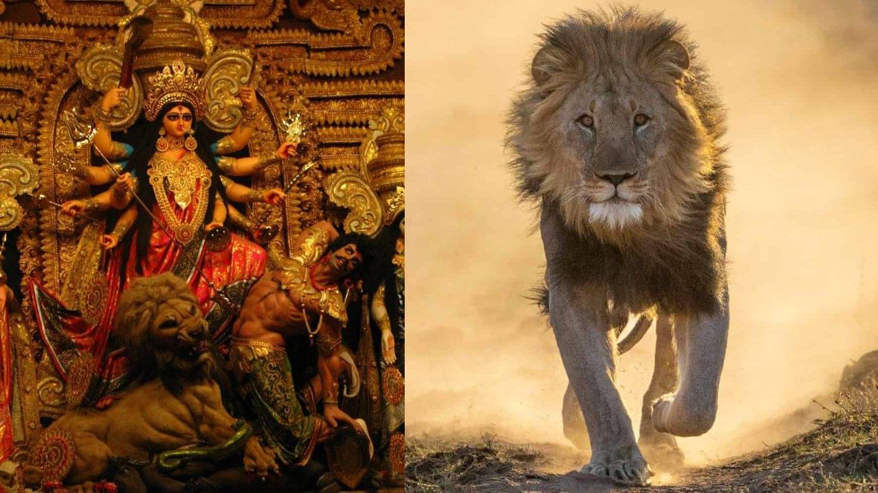 Durga Puja 2023: সিংহ-ই কেন দেবীর বাহন? শাস্ত্র ও পুরাণেও রয়েছে অলৌকিক তথ্য