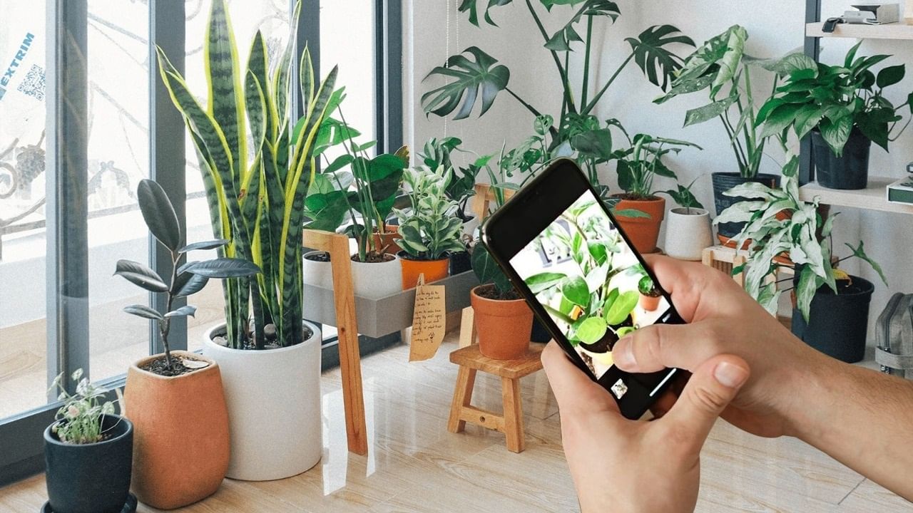 Online Plants Shopping: দীপাবলির আগেই ঘরে রংবেরঙের গাছ লাগান, এই সকল অ্যাপে মিলছে দেদার অফার