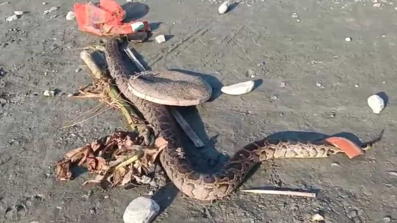 Python Recover: নদীর জলে ভেসে এলো মরা অজগর, মৃত্যুর কারণ জানতে হবে ময়না তদন্ত Python Recover: নদীর জলে ভেসে এলো মরা অজগর, মৃত্যুর কারণ জানতে হবে ময়না তদন্ত