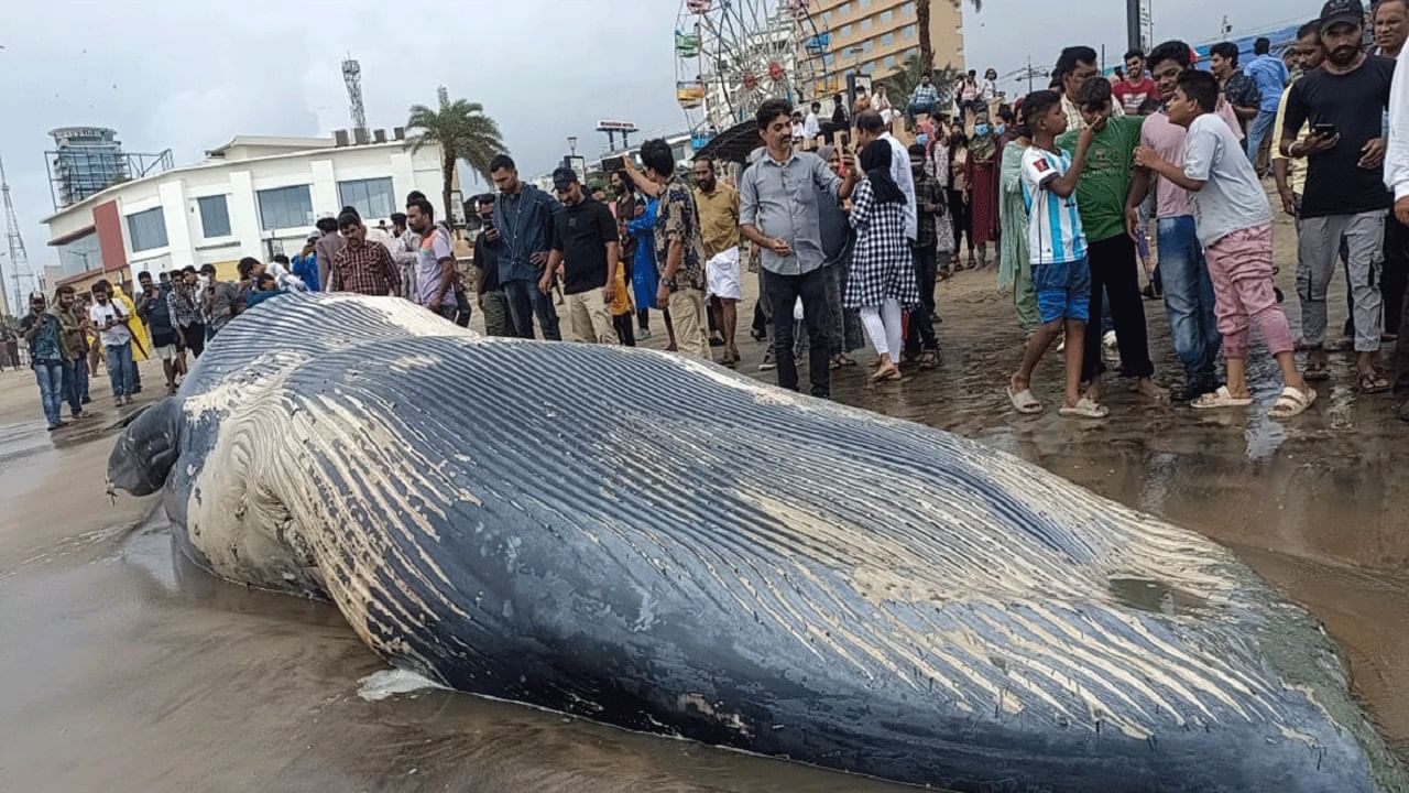 Viral Video: কেরলের বিচে স্নান করছিলেন পর্যটকরা, হঠাৎ ভেসে এল 50 ফুটের বিশালাকার তিমির দেহ