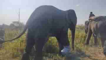 Alipurduar Elephant: পায়ের জয়েন্টে সমস্যা, ঠায় দাঁড়িয়েছিল দলের বয়জ্যেষ্ঠ! ঘরে ফেরাল জুনিয়র