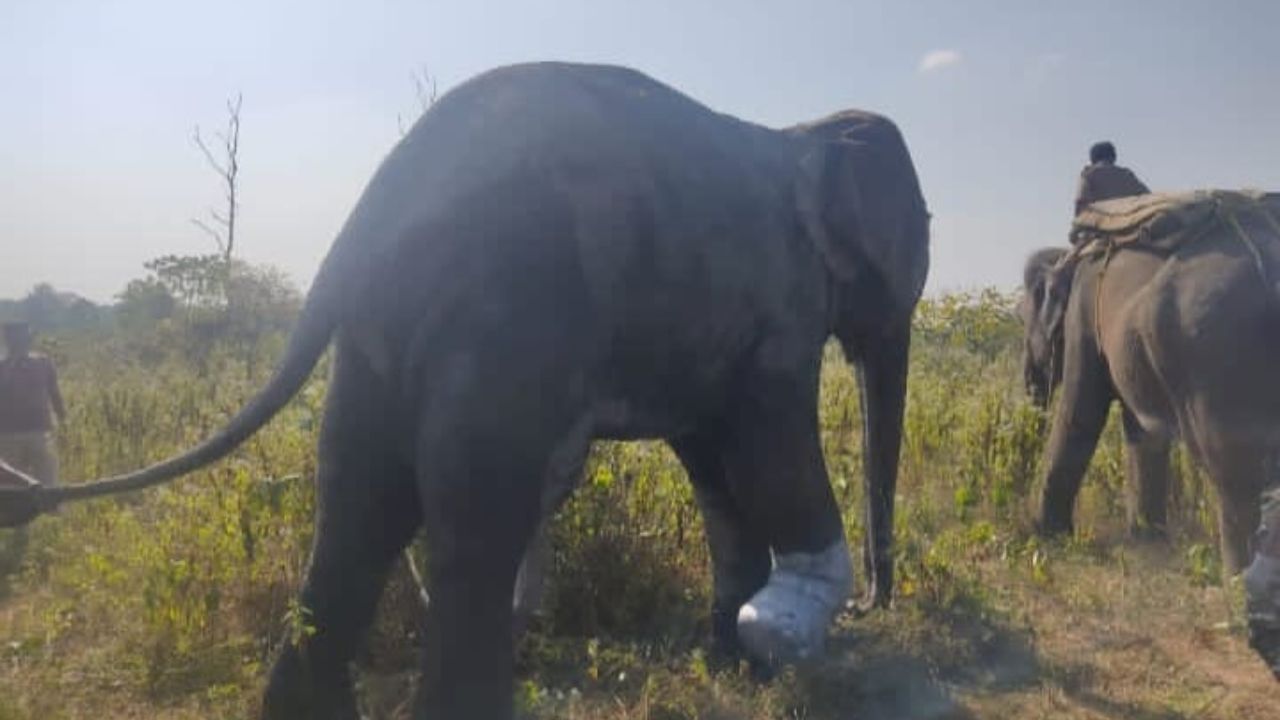 Alipurduar Elephant: পায়ের জয়েন্টে সমস্যা, ঠায় দাঁড়িয়েছিল দলের বয়জ্যেষ্ঠ! ঘরে ফেরাল 'জুনিয়র'