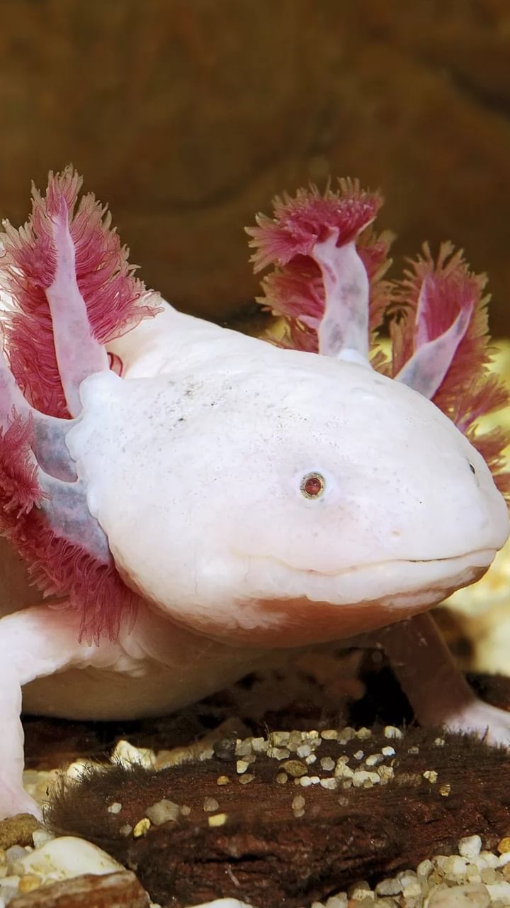 Eng uzun erkak jinsiy olatni